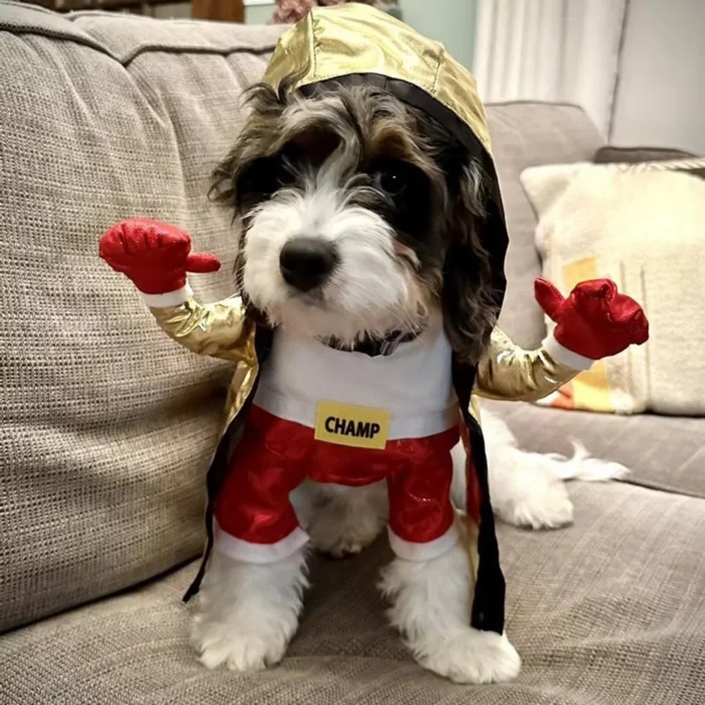 🎃 Halloween Pet Custom Boxer Champ Outfit for Dogs Hyde & EEK Boxer Outfit SMALL - Picture 12 of 12